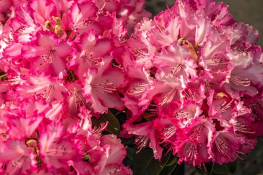 Red rhododendron flower on a sunny spring day