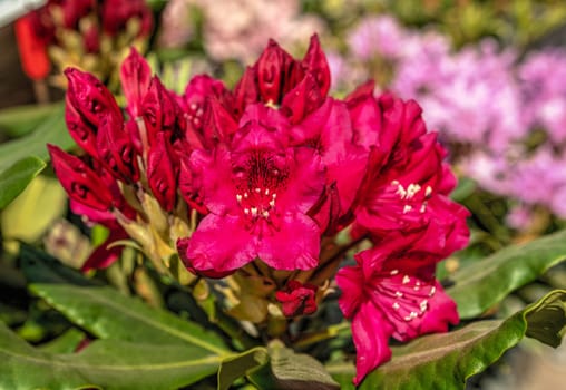 Red Kali rhododendron flower on a sunny spring day