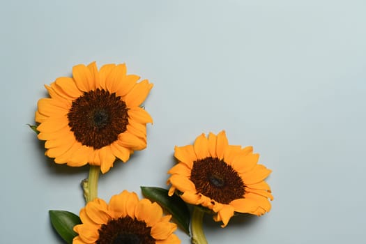 Beautiful sunflowers on light blue background. Floral background, autumn or summer concept.
