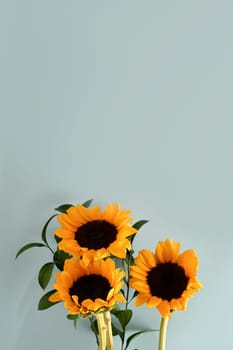 Vertical photo of sunflowers on light blue background. Floral background, autumn or summer concept.