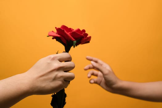 Man giving a beautiful rose to woman hand isolated over yellow background. Concept of love, gift giving, Happy Valentine's.