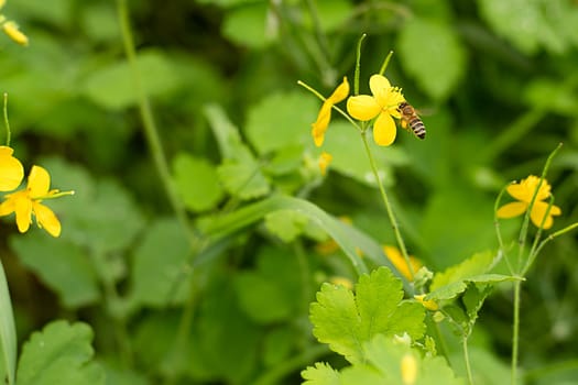 Nature. A small wild bee flew to a yellow forest flower, primrose and collects nectar in a green forest among flowers and grass. Soft focus. Spring concept.
