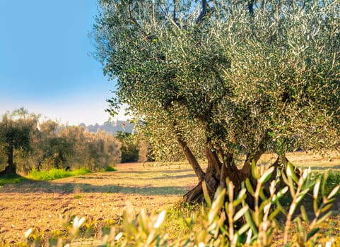 Italian projects using olive trees to produce olive oil