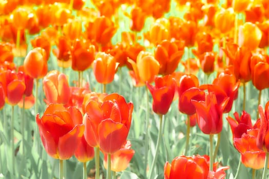 a bulbous spring flowering plant of the lily family, with boldly colored cup shaped flowers.