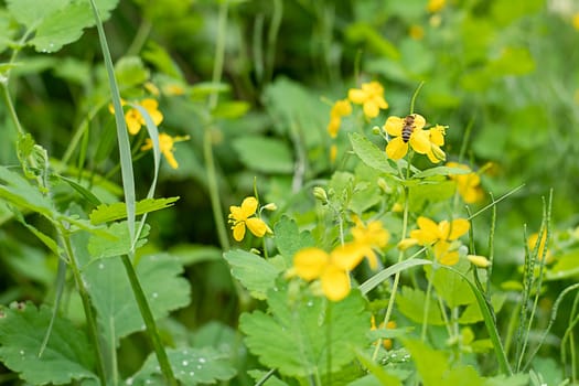 Nature. A small wild bee flew to a yellow forest flower, primrose and collects nectar in a green forest among flowers and grass. Soft focus. Spring concept.