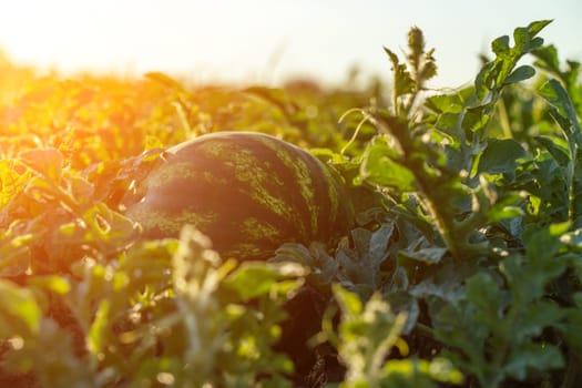 Watermelon grows on a green watermelon plantation in summer. Agricultural watermelon field