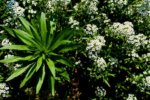 a plant of the pea family with deeply divided leaves and tall colorful tapering spikes of flowers