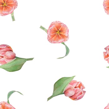 Pink tulips seamless pattern painted in watercolor, realistic botanical hand drawn illustration isolated on white background for design, wedding print products, paper, invitations, cards, fabric, posters, card for Mother's day, March 8, Easter, festivals