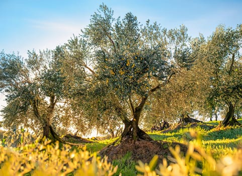 Olive tree cultivation in a landscape for making olive oil