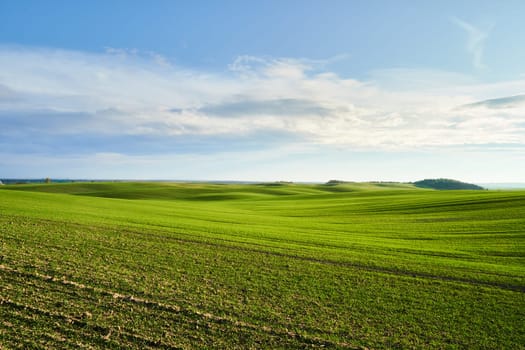 Vibrant green wheat fields on rolling hills under clouds of sunny sky. Serene pastoral landscape of young cereal plant, picturesque countryside scenery. Rural area. Endless grass. Beauty of nature