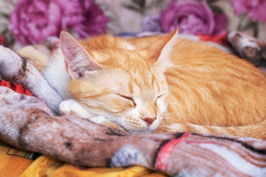 Ginger kitten sleeps curled up at home close up