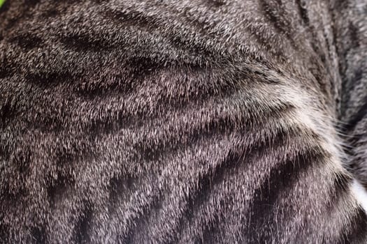 The background or texture of the animal's striped gray fur