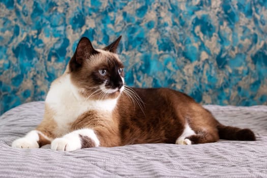 Gray cat with blue eyes lying on the bed close up