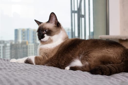 Siamese cat at the window against the background of the city