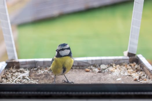 Little tit on the bird feeder close up
