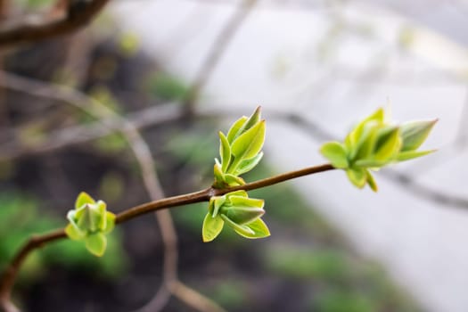 Young green leaves of a blooming plant close up