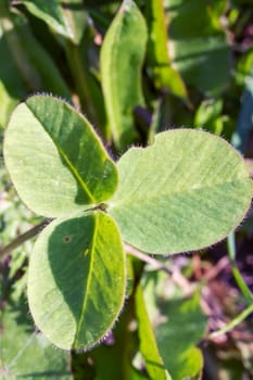 Three green petals of clover grass close up