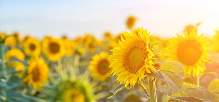 A beautiful field of sunflowers against the sky in the evening light of a summer sunset. Sunbeams through the flower field. Natural background. Copy space