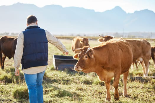 Care, agriculture man or cow worker on farm for sustainability or milk production on nature countryside. Agro, grass or farmer on small business field land for dairy, animals or ecology with cattle.