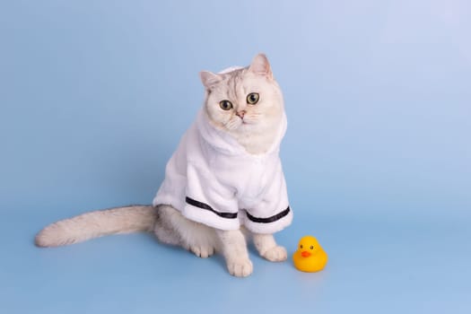 Adorable white cat is sitting in a white bathrobe, on a blue background, next to a yellow rubber duck, looking away. Copy space
