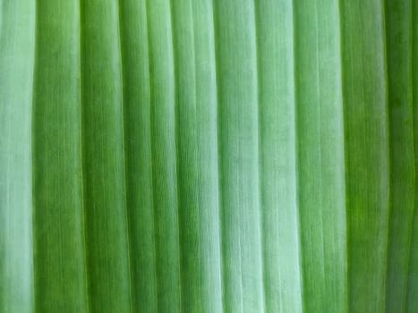 Texture of background of exotic green leaf with vertical lines, close-up