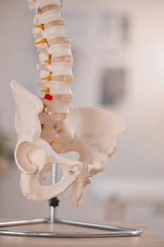 Model hip, spine and chiropractic office on table, desk or display in study, education or learning. 3D print, human skeleton and background for chiropractor, physiotherapy or healthcare in clinic.