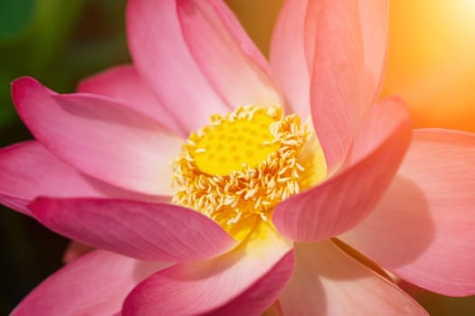 A pink lotus flower sways in the wind. Against the background of their green leaves. Lotus field on the lake in natural environment