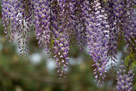 Blooming Wisteria Sinensis with classic purple flowers in full bloom in hanging racemes against a green background. Garden with wisteria in spring