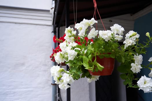 White petunia flowers in a hanging pot on the porch of a house close up