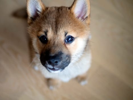 Selective focus. Portrait of cute Shiba Inu small dog, puppy, Close up. Dogecoin. Red-haired Japanese dog smile portrait. Illuminating color, cryptocurrency, electronic money. Photo for postcard