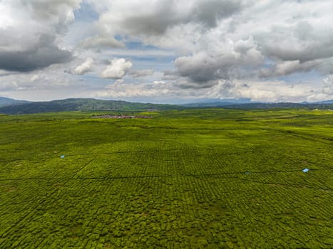 Aerial view of tea estates and farmland in Sumatra. Tea plantations. Kayu Aro, Indonesia.
