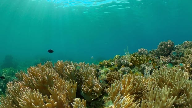Tropical Blue Water Colorful Fishes. Tropical underwater sea fish. Philippines.