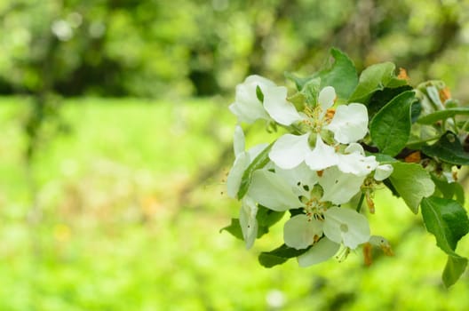 Blooming apple flower in the spring garden.Spring background