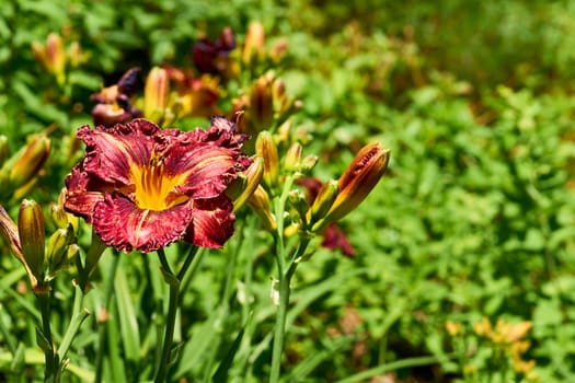 a lily that bears large yellow, red, or orange flowers