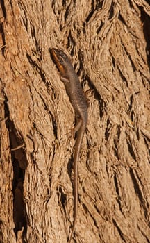 Western Rock Skink Trachylepis sulcata 4610