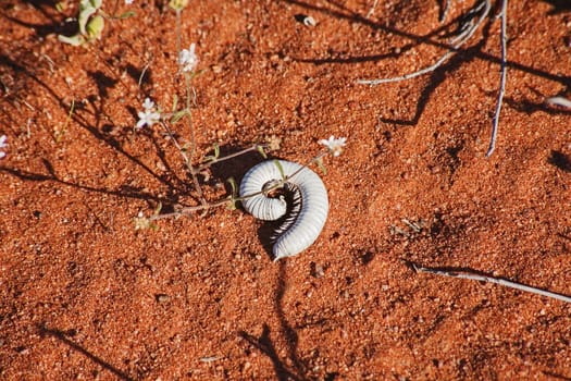 White bleached shell of a centipede on the orange sands of the Namaqua National Park South Africa