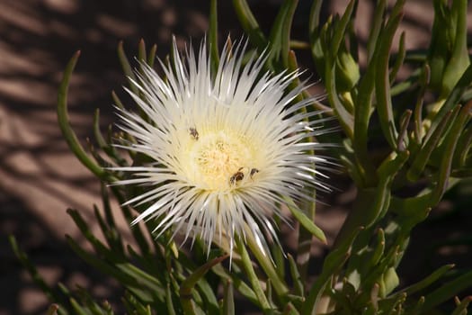 Beatles busy pollinating a white Lampranthus flower in Namaqualand