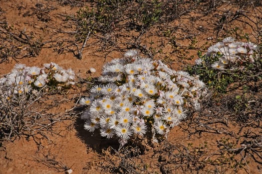 Bright white Lapranthus flowers in the Namaqua National Park. South Africa