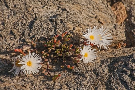 Lapranthus growing and flowering in a crack in beachrock on the Namaqualand Coast. South Africa