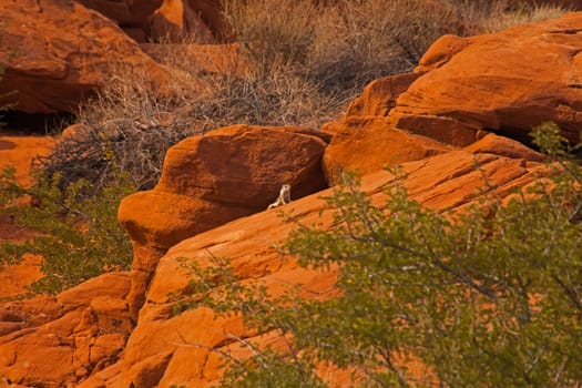 White-Tailed Antelope Squirrel (Ammospermophilus leucurus) on red rocks in the Valley of Fire State Park. Nevada