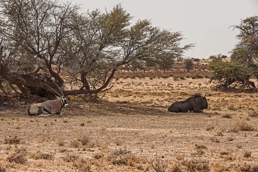 A Common wildebeest (Connochaetes taurinus) amd an Oryx (Oryx gazella) share a patch of shade against the hot Kalaharu sun