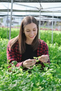 Beautiful female farm owner smiling friendly at the organic vegetable. woman farmer Taking care of vegetable with happiness in greenhouse using technology.