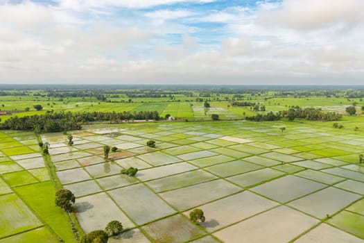 Aerial drone of green rice fields in the countryside. Sri Lanka.