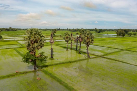 Top view of rice fields and agricultural land in the countryside. Sri Lanka.