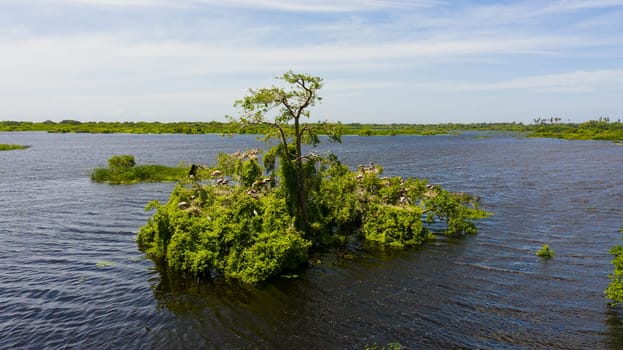 Wild birds and nests on trees growing in the lake. Kumana National Park. Sri Lanka.