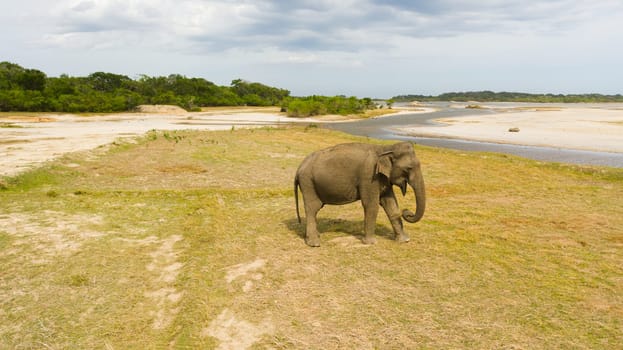Elephant in Wildlife Reserve. Wild animals of Sri Lanka.