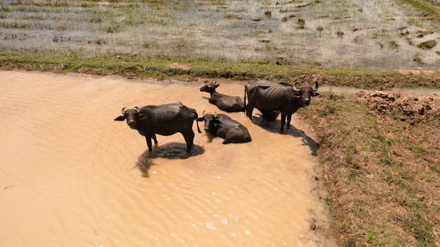 Aerial view of Buffaloes in the water among agricultural land and rice fields. Sri Lanka.