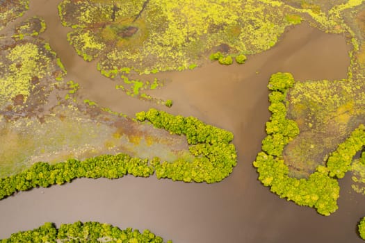 A river in the jungle in the tropics. A swamp in Sri Lanka.