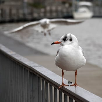 Black-headed gull in winter  coat sits on a balustrade and waits for food. Blurred in the background flies another bird