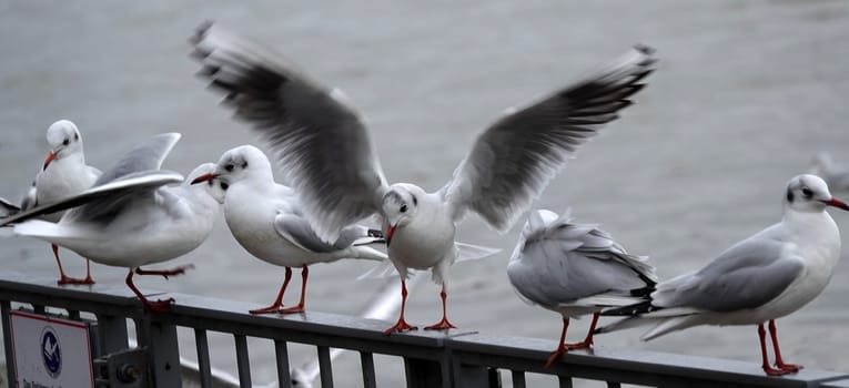 A group of black-headed gulls in winter coat waiting for food. 